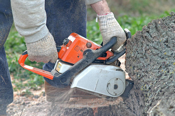 How Our Tree Care Process Works  in  Roxana, IL